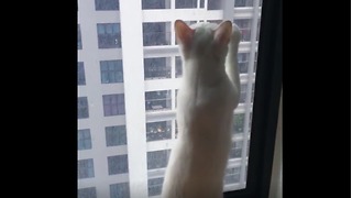 Wow! Kittens clean glass apartment most clean earth