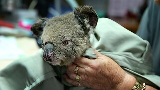 Fires May Have Killed Up To 30% Of Koalas In One Australian Region