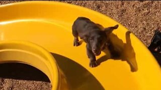 Dachshund nearly defeated by steep playground slide