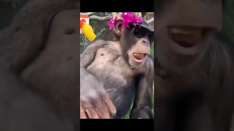 enjoy simpanse eat banana