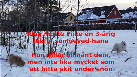 Inspelad direktsändning: Potatisväxter kan ge ledvärk. D-vitamin på 4 timmar. Ominramningar Ukraina