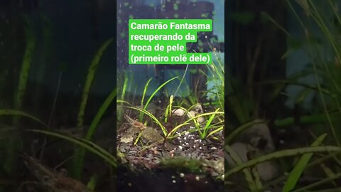 Camarão fantasma passeando pelo aquário depois da troca de pele