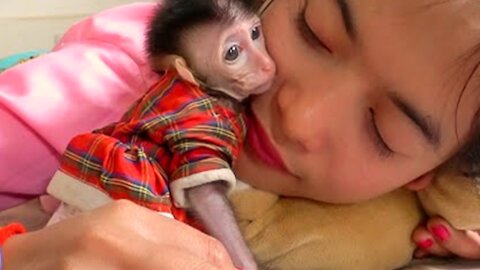 So.Sweet My little.Boy!! Baby Monkey Chaly Sweet kiss&Hugs Mom Very.Softly - Monkey Animals 077