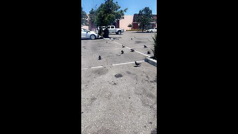 Pigeons in walmart parking lot #sanjose #california