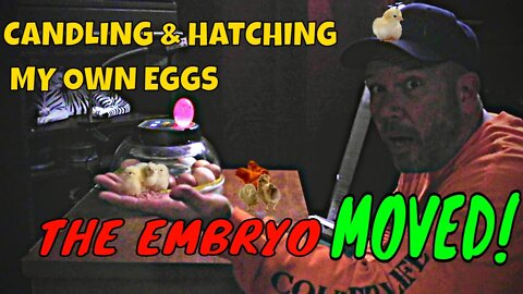 THE CHICK EMBRYO MOVED!!! Candling Chicken Eggs On Day 8