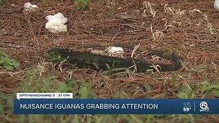 Iguanas were falling from trees