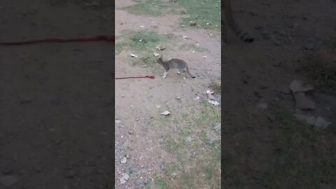 Our cat playing with a rope 🐱😍