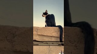 Funny Cats Videos #shorts #youtubeshorts