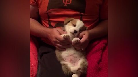 "Cute Puppy Enjoys Paw Massage"