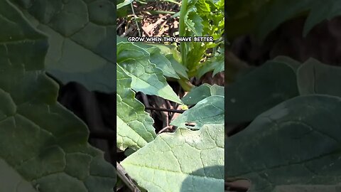 My Problem with Daikon Radish Cover Crop #pasturedpigs #covercrops #soilhealth