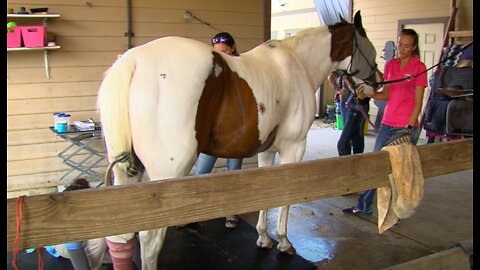 Helping ‘Chevy’ recover: Fundraiser organized to help cover medical bills for horse thrown from trailer in car crash