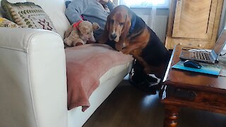 Basset Hound tries to get on the couch