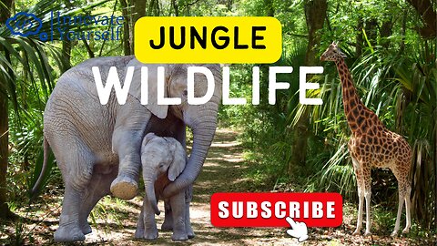 Jungle Life | Elephant with child | Forest Life