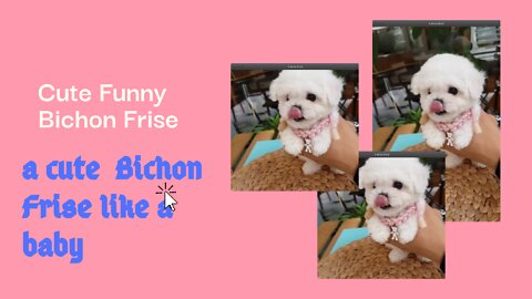 A cute Bichon Frise like a baby