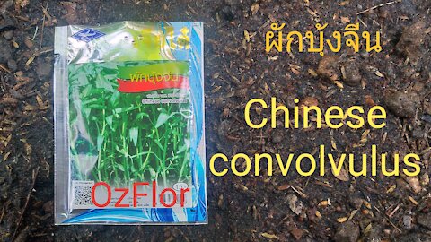 Today I sow Chinese Convolvulus (ผักบุ้งจีน) in the garden
