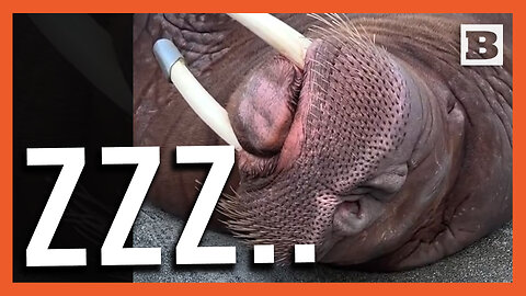 National Nap Day! Walrus Snores His Way to Celebrating Lackadaisical Holiday