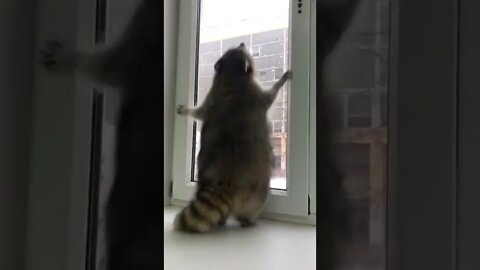 The raccoon is very funny jumping near the window