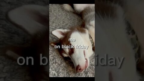 My Husky on Black Friday