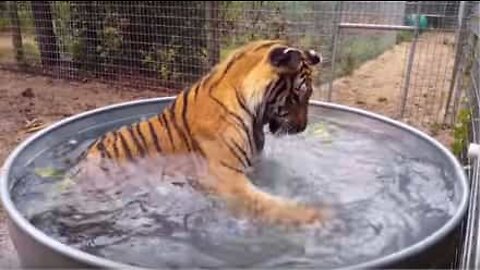 Ce tigre joue avec une pastèque dans une piscine