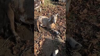 The goat death nap…always scary 😐 #goats #farmlife #boergoat
