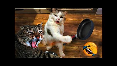 Funny Animals Video | Very Funniest Cats and Dogs Videos | New Funny Video Of Cat And Dogs