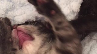 Kitten siblings deliver adorable exchange for the camera