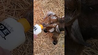 Bottle feeding baby goat #shorts