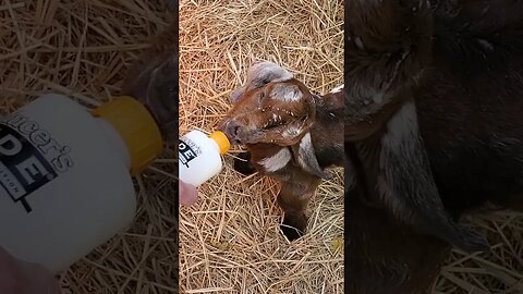 Bottle feeding baby goat #shorts
