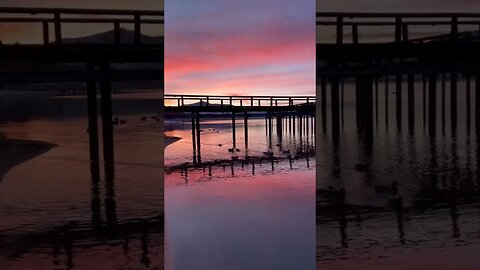 Ducks swim under the dock at Lake Tahoe's south shore beach under the dock at Sunset. #shorts