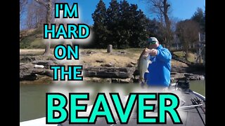I'm Hard On The Beaver