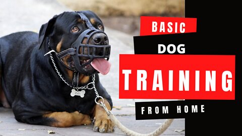 Basic Dog Training – TOP 10 Essential Commands Every Dog Should Know!