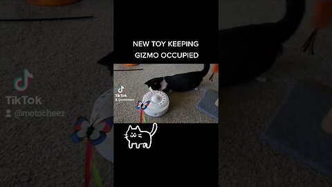 This Amazon cat toy keeping Gizmo occupied