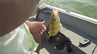 Perch Fishing Fundamentals in South Dakota