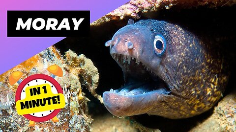 Mediterranean Moray - In 1 Minute! 💀 The Underwater Predator You Don't Want To Meet | 1MinuteAnimals