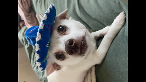 Hilarious Sombrero Doggy