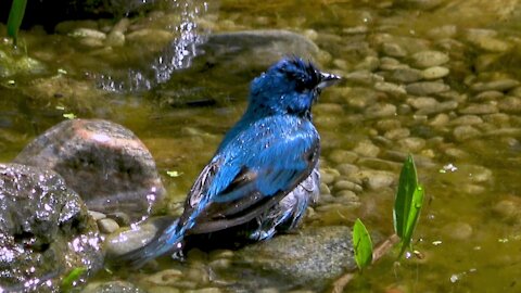 Brilliantly colored indigo bunting bird enjoys a bath in the pond