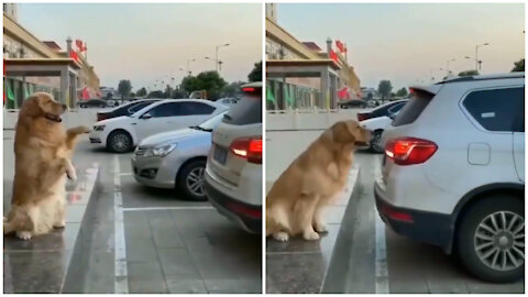 Dog helping to park the car