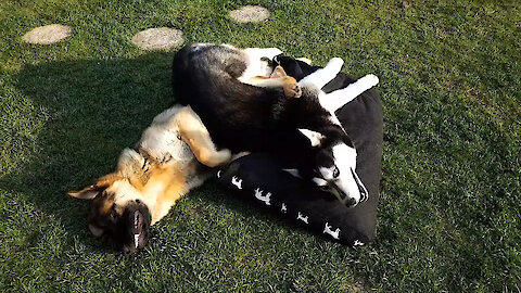 German Shepherd Gets Stuck Under Playful Husky