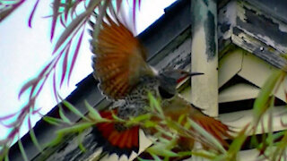 IECV NV #176 - 👀 House Sparrows, And The Northern Flicker On The Roof 10-21-2015