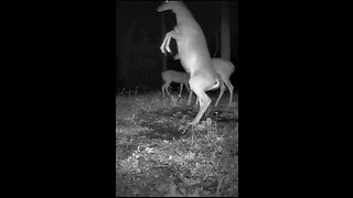 A Deer walking on two legs!