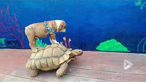 Bulldog riding a Tortoise || Viral Video UK