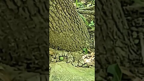 Copperhead #snake at Turkey Mountain #trails in Tulsa Ok. #venomous #copperhead #shorts #subscribe