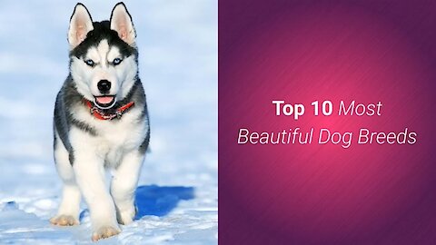 TOP 10 BEAUTIFUL DOGS