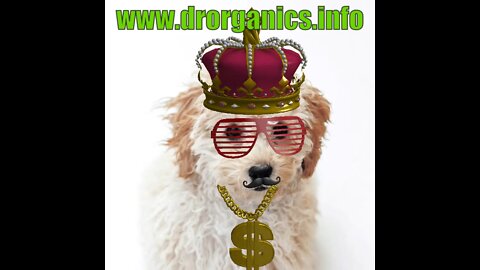 Miss Priss million dollar dog says rose hip oil