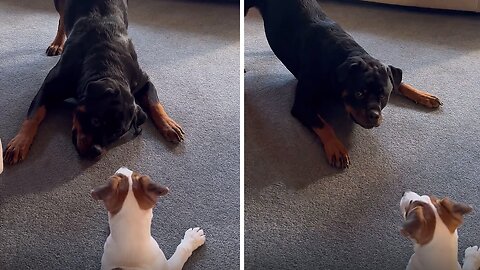 Dancing Rottweiler Has Awesome ‘Breakdance’ Moves
