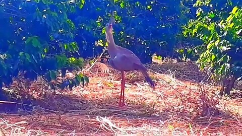 seriema com fome em busca de comida ave cariamiforme, Cariamidae.