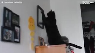 Owner makes compilation of her mischievous cat's behavior