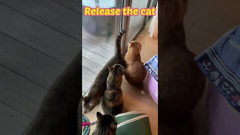Release the cat