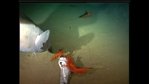 Extremely rare fish and filmed at the bottom of the sea