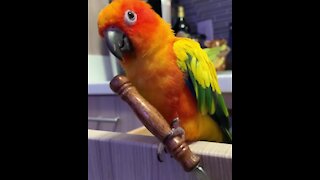 Parrot refuses to let go of his new favorite "toy"